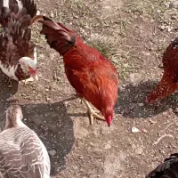 دو عدد قوغاز خروس محلی جوان و مرغ تخم گذار
