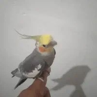 واگذاری و فروش فروش عروس هلندی