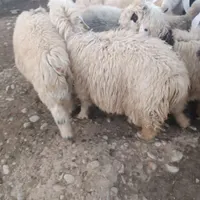 بره و میش و بی شیری|حیوانات مزرعه|اندیمشک, |دیوار