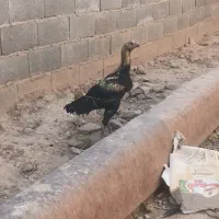 خروس لاری|حیوانات مزرعه|اسفراین, |دیوار