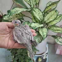 جوجه عروس هلندی|پرنده|اصفهان, قهجاورستان|دیوار