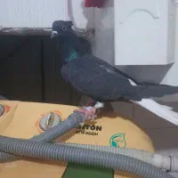 زاغ دم سفید صید