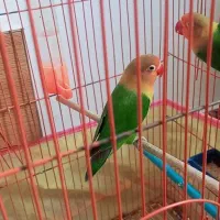 کوتوله معاوضه با عروس هلندی