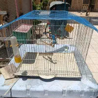 قفس کبوتر  مرغ عشق.کوتوله .عروس.خوشرنگ