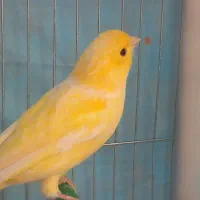 قناری نر مست جوان آماده جفت