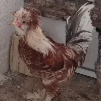 خروس فروشی نژاد سلطان