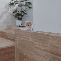 سه ماهه هستش واکسن زده شده انگل تراپی هم شده
