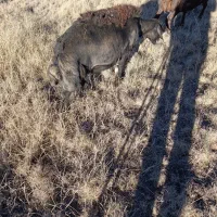 فروشسهراسگوسفندهشیشکیکراسبز|حیوانات مزرعه|کوراییم, |دیوار