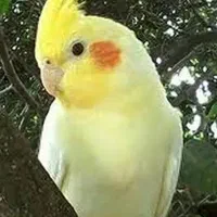 عروس هلندی گم شده