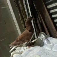 کفتر بهبونی