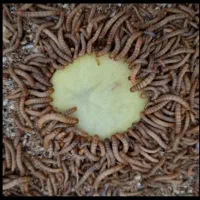 فروش کرم میلورم بصورت عمده وخورده