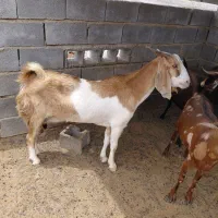 6‌عدد‌بز‌3‌تا‌‌آبستن