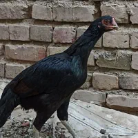 سلام دوستان دوتا ماده مرغ فروشی|حیوانات مزرعه|ایرانشهر, |دیوار