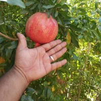 اجاره باغ انار شما