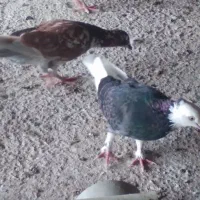 تعدادی کبوتر مسافتی جان آردن وتهرانی وغیره|پرنده|رامسر, |دیوار