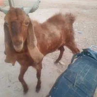 کهره نر ۱ ساله داشتی|حیوانات مزرعه|سیمکان, |دیوار