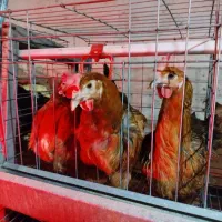 مرغ تخم گذار