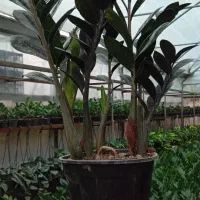 فروش زاموفیلیا سبزو بلک وآگلونما برفی و انواع پتوس