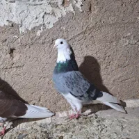 کبوتر  پرشی|پرنده|مهربان, |دیوار