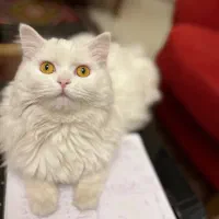 ترکیش آنگورا