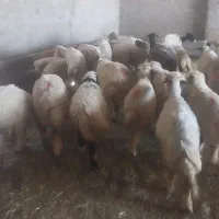 15رامیش وبره