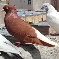 قرمز آغ قویروخ