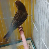 قناری ماده دارچینی سوخته|پرنده|مشهد, ادیب نیشابوری (شهرک غرب)|دیوار