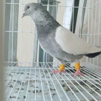 کفتر سینه سبز و چنتا جوجه|پرنده|شیراز, سینما سعدی|دیوار
