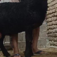 بره پلواری و قوچی|حیوانات مزرعه|گنبد کاووس, |دیوار