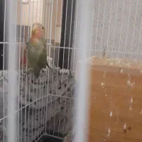 ۴عدد طوطی برزیلی شیطون خوشگل