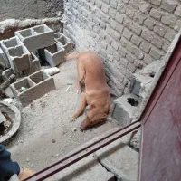 سگ نگهبان|سگ|زاهدان, |دیوار