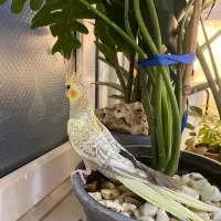 جوجه ۲ ماهه