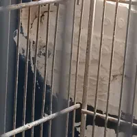 طوطی برزیلی به شرط مولد|پرنده|اهواز, نادری|دیوار