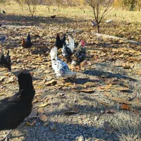 تخم مرغ نطفه دار گلین|حیوانات مزرعه|سنندج, |دیوار