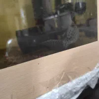 یک عدد ماهی کت وارونه|ماهی|رشت, حومه رشت|دیوار