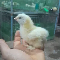 جوجه برهمالایت یک ماهه ویه روزه|حیوانات مزرعه|مرند, |دیوار