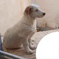 سگ پاکوتاه|سگ|شاهرود, |دیوار