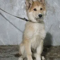 سگ نژاد ژرمن اصیل توله ۴ ماهه|سگ|شهریار, کهنز|دیوار