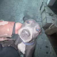 واگذاری سگ پیت بول خاکستری|سگ|تهران, الهیه|دیوار