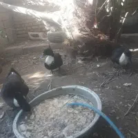 سه اردک دو نر یک عدد ماده بشرط سالم