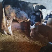 گوساله نر گاو