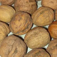 گردو تازه