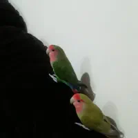 طوطی برزیلی