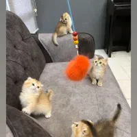 بریتیش .اسکاتیش|گربه|تهران, قیطریه|دیوار