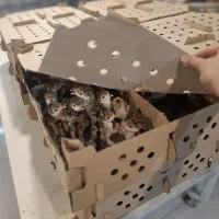 جوجه بوقلمون گوشتی برنز(۱ روزه ،۳۰ روزه )