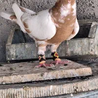 کبوتر کارل میولمنز سرخ کاکل ماده،میولمنز زرد ماده