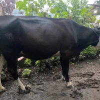 گاو گوساله