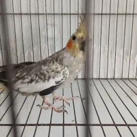 طوطی عروس سا لم