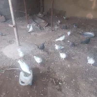 کبوتر فروشی|پرنده|جوین, |دیوار