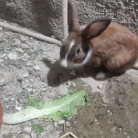 خرگوش
